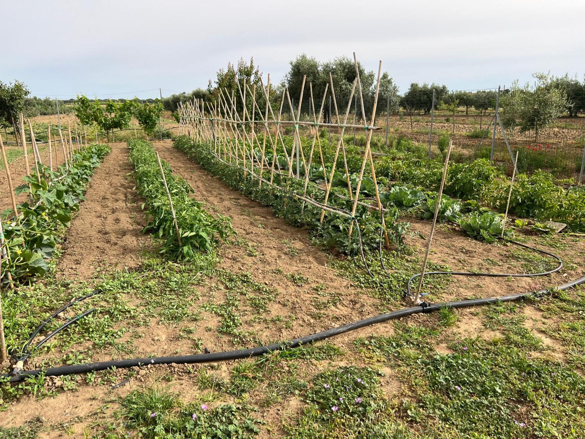 Agriturismo Il Giardino Degli Olivi Appartamenti Кастильоне-делла-Пеская Экстерьер фото