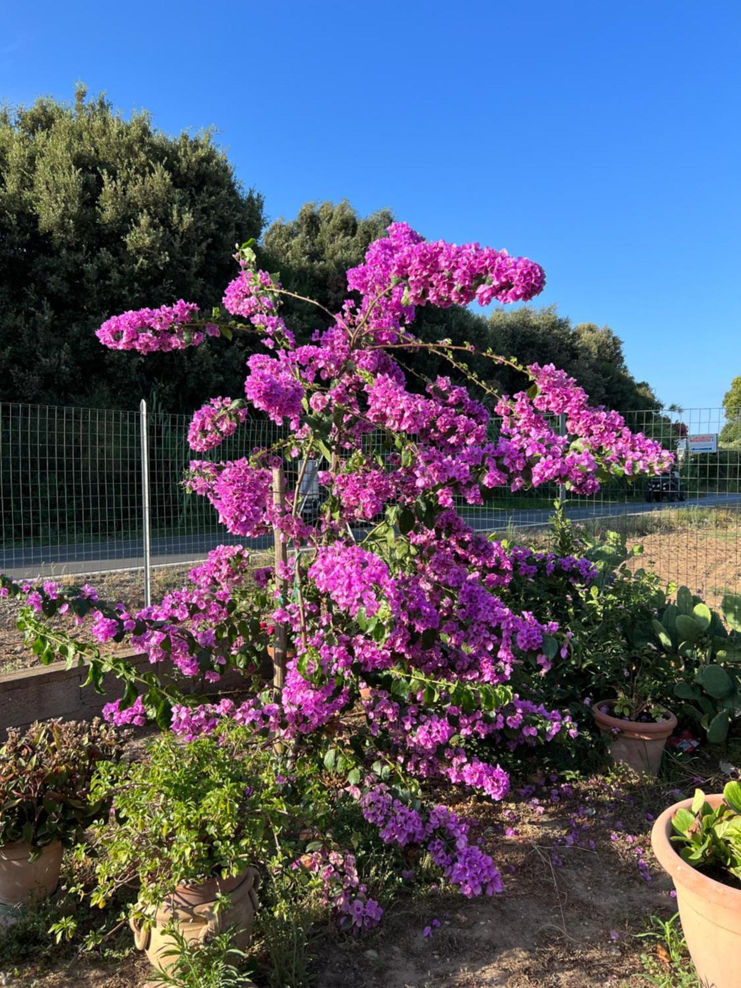 Agriturismo Il Giardino Degli Olivi Appartamenti Кастильоне-делла-Пеская Экстерьер фото